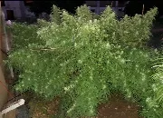 Malawi – Ace Seeds – Herstellerbild