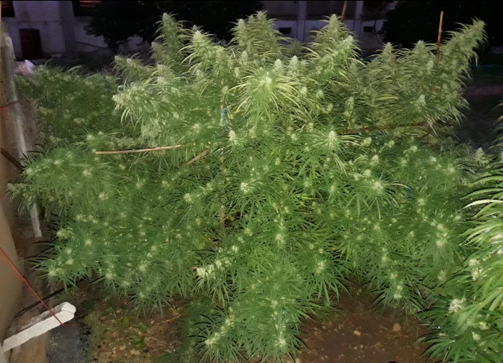 Malawi – Ace Seeds – Herstellerbild