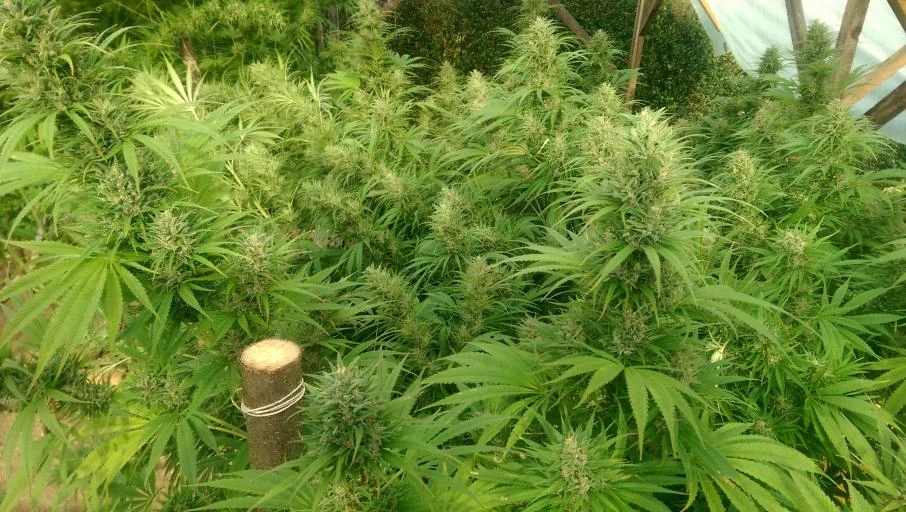 Nepal Jam – Ace Seeds – Herstellerbild