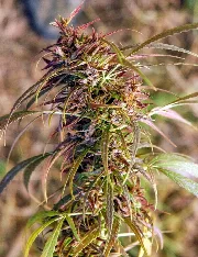 Oldtimer's Haze – Ace Seeds – Herstellerbild