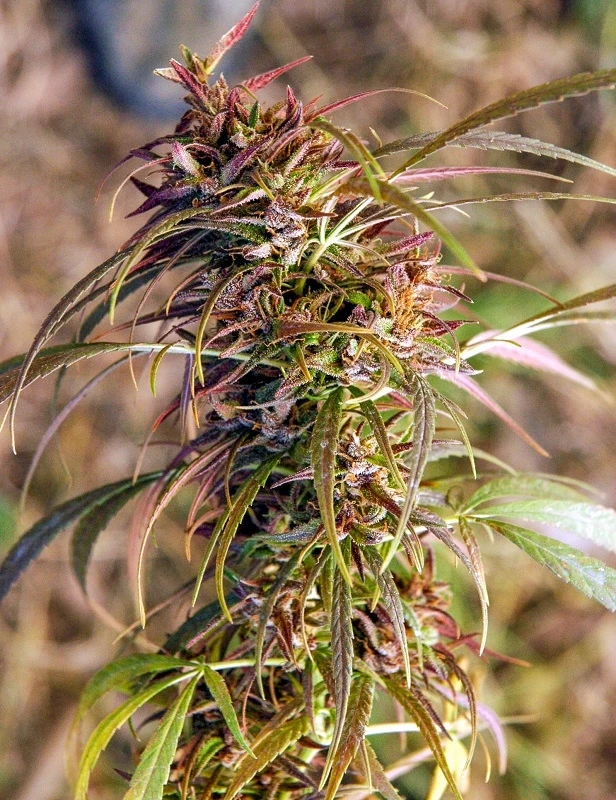Oldtimer's Haze – Ace Seeds – Herstellerbild