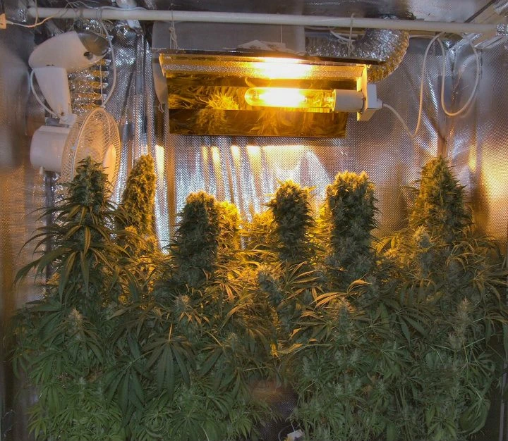Orient Express – Ace Seeds – Herstellerbild