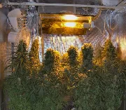Orient Express – Ace Seeds – Herstellerbild