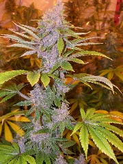 Pakistan Chitral Kush – Ace Seeds – Herstellerbild
