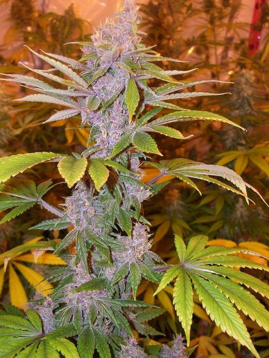 Pakistan Chitral Kush – Ace Seeds – Herstellerbild