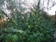 Panama – Ace Seeds – Herstellerbild
