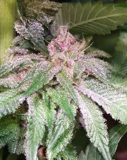 Bubba Kush X PCK – Ace Seeds – Herstellerbild