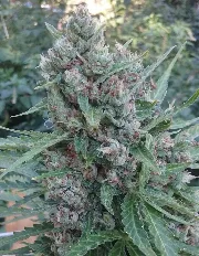 Zamaldelica Auto – Ace Seeds – Herstellerbild
