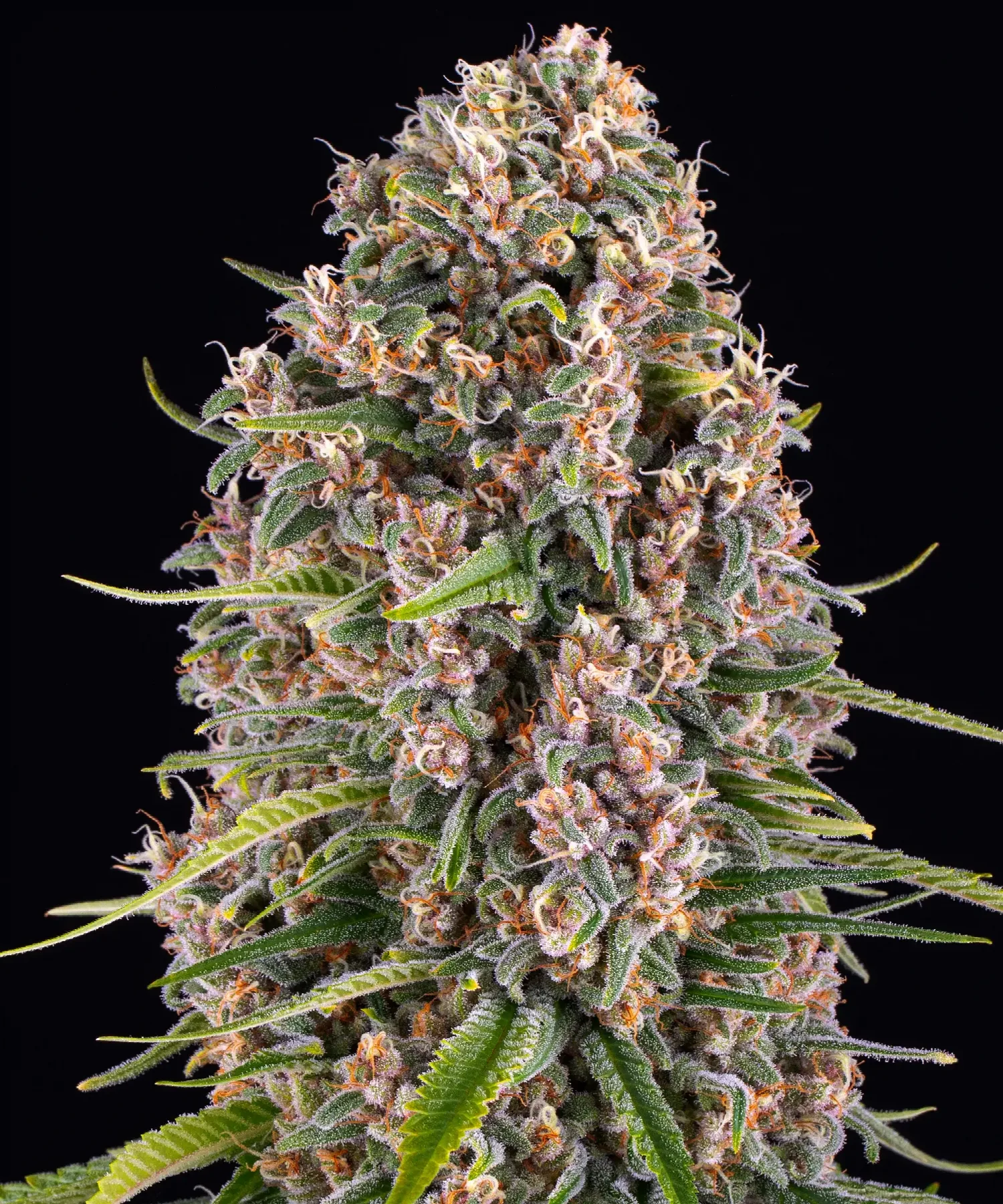 Blueberry Cheese – Barneys Farm – Herstellerbild