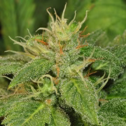 Electric Lemon G Cannabisblüte – gewachsen aus Regulaere Hanfsamen von TH Seeds