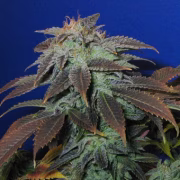 Heavy Duty Fruity Cannabisblüte – gewachsen aus Regulaere Hanfsamen von TH Seeds