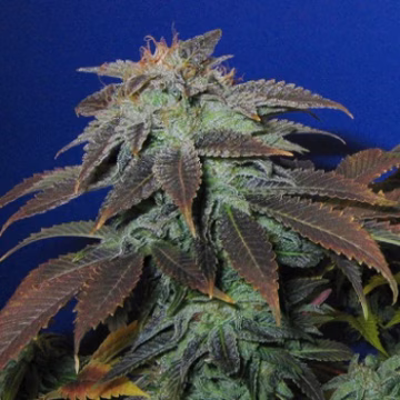 Heavy Duty Fruity Cannabisblüte – gewachsen aus Regulaere Hanfsamen von TH Seeds