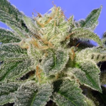 Kushage Cannabisblüte – gewachsen aus Feminisierte Hanfsamen von TH Seeds