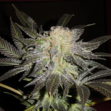 Mendocino Madness Cannabisblüte – gewachsen aus Regulaere Hanfsamen von TH Seeds