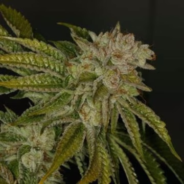 MK-Ultra REG Cannabisblüte – gewachsen aus Regulaere Hanfsamen von TH Seeds