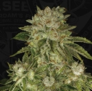 MK-Ultra Wreck Cannabisblüte – gewachsen aus Feminisierte Hanfsamen von TH Seeds