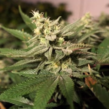 Mkage Cannabisblüte – gewachsen aus Feminisierte Hanfsamen von TH Seeds