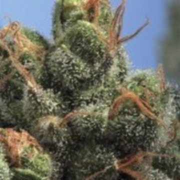PG-13 Cannabisblüte – gewachsen aus Regulaere Hanfsamen von TH Seeds