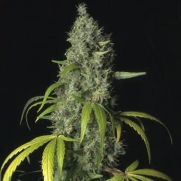 S.A.G.E. Cannabisblüte – gewachsen aus Regulaere Hanfsamen von TH Seeds