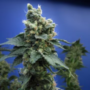 Sage N Sour Cannabisblüte – gewachsen aus Regulaere Hanfsamen von TH Seeds