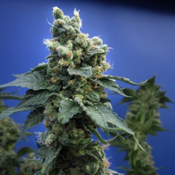 Sage N Sour Cannabisblüte – gewachsen aus Regulaere Hanfsamen von TH Seeds