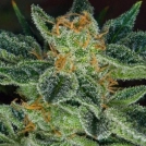 Skunk XXX Cannabisblüte – gewachsen aus Regulaere Hanfsamen von TH Seeds