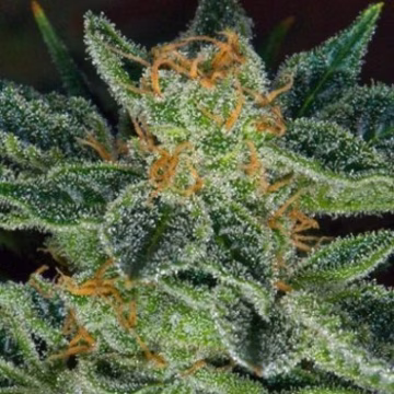 Skunk XXX Cannabisblüte – gewachsen aus Regulaere Hanfsamen von TH Seeds