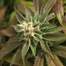 Skunkage Cannabisblüte – gewachsen aus Regulaere Hanfsamen von TH Seeds