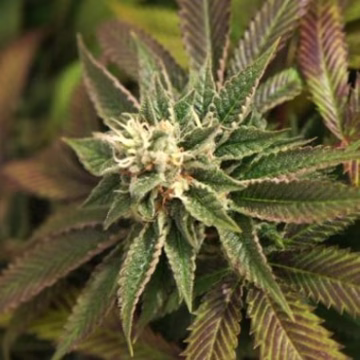 Skunkage Cannabisblüte – gewachsen aus Regulaere Hanfsamen von TH Seeds