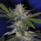 The Hog Cannabisblüte – gewachsen aus Regulaere Hanfsamen von TH Seeds