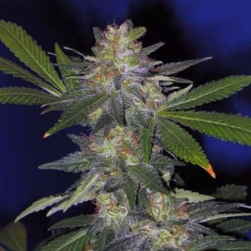 The Hog Cannabisblüte – gewachsen aus Regulaere Hanfsamen von TH Seeds