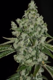 Ultra Sour Cannabisblüte – gewachsen aus Feminisierte Hanfsamen von TH Seeds
