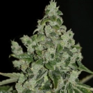 UltraSour Cannabisblüte – gewachsen aus Feminisierte Hanfsamen von TH Seeds