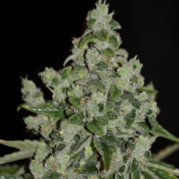 UltraSour Cannabisblüte – gewachsen aus Feminisierte Hanfsamen von TH Seeds
