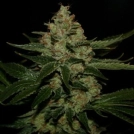UnderDawg OG Cannabisblüte – gewachsen aus Feminisierte Hanfsamen von TH Seeds