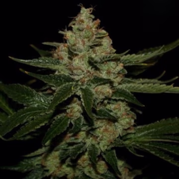 UnderDawg OG Cannabisblüte – gewachsen aus Feminisierte Hanfsamen von TH Seeds