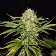 Wreckage Cannabisblüte – gewachsen aus Feminisierte Hanfsamen von TH Seeds