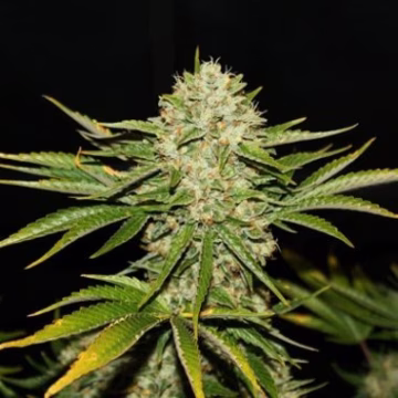 Wreckage Cannabisblüte – gewachsen aus Feminisierte Hanfsamen von TH Seeds