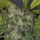 Zero Gravity Cannabisblüte – gewachsen aus Regulaere Hanfsamen von TH Seeds