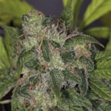 Zero Gravity Cannabisblüte – gewachsen aus Regulaere Hanfsamen von TH Seeds