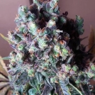 Auto Black Valium Cannabisblüte – gewachsen aus Automatic Hanfsamen von Top Shelf Elite