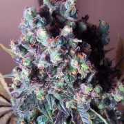 Auto Black Valium Cannabisblüte – gewachsen aus Automatic Hanfsamen von Top Shelf Elite