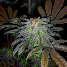 Auto Gorillagasm Cannabisblüte – gewachsen aus Automatic Hanfsamen von Top Shelf Elite