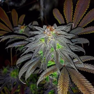 Auto Gorillagasm Cannabisblüte – gewachsen aus Automatic Hanfsamen von Top Shelf Elite