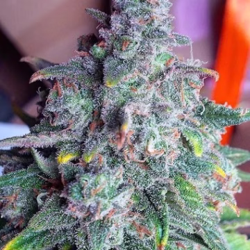 Auto Nightcrawler OG Cannabisblüte – gewachsen aus Automatic Hanfsamen von Top Shelf Elite