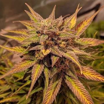 Auto Pineapple Crack Cannabisblüte – gewachsen aus Automatic Hanfsamen von Top Shelf Elite