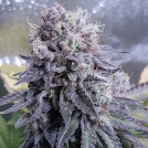 Black Valium Cannabisblüte – gewachsen aus Feminisierte Hanfsamen von Top Shelf Elite
