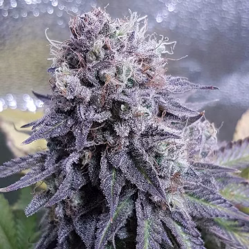 Black Valium Cannabisblüte – gewachsen aus Feminisierte Hanfsamen von Top Shelf Elite