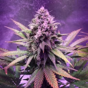 Glue Dream Cannabisblüte – gewachsen aus Feminisierte Hanfsamen von Top Shelf Elite