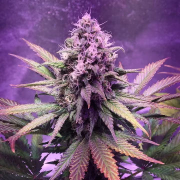 Glue Dream Cannabisblüte – gewachsen aus Feminisierte Hanfsamen von Top Shelf Elite